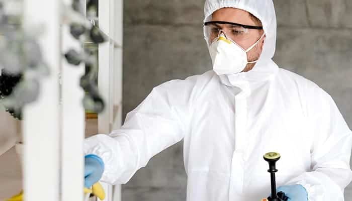 DIY vs. Professional Flea Exterminator