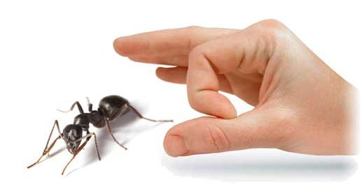Why Choose Our Ant Control Service in Balwyn?