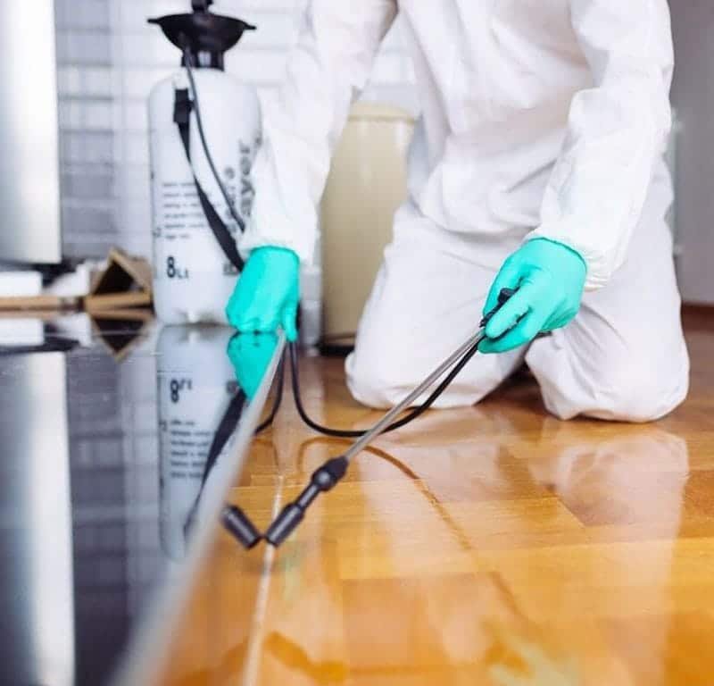 Our Flea Treatment Methods in Detail