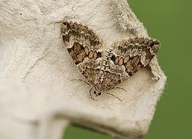 Why Choose Our Moth Pest Control in Richmond?