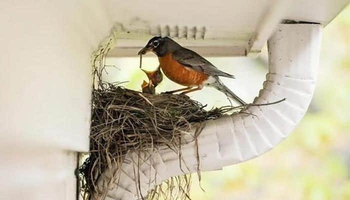 Bird Nesting Control 1