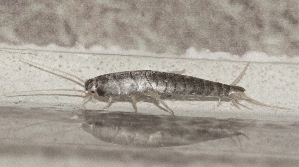 Silverfish Pest Control