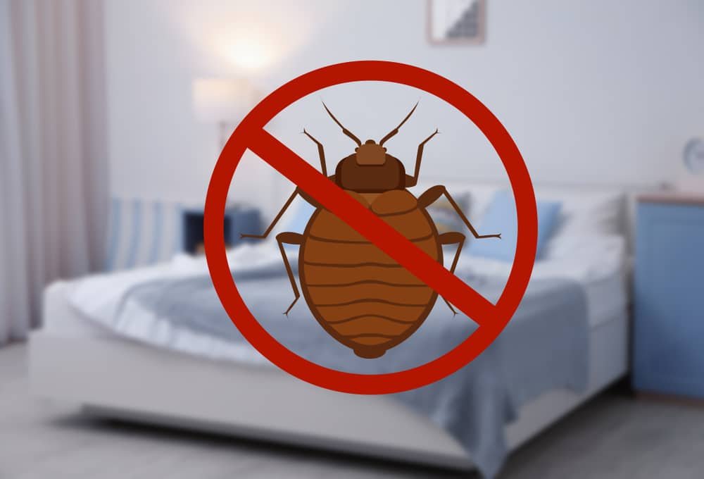 What to Expect from Our Hawksburn Bed Bug Control Service