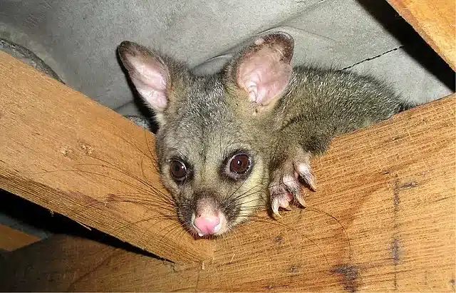 Why Choose Our Professional Possum Removal Service in Mulgrave?