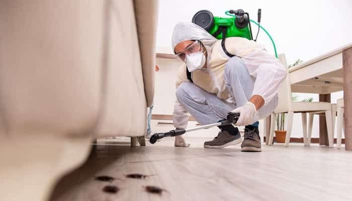 Why Choose Our Bee Removal Treatment Service in Balwyn?