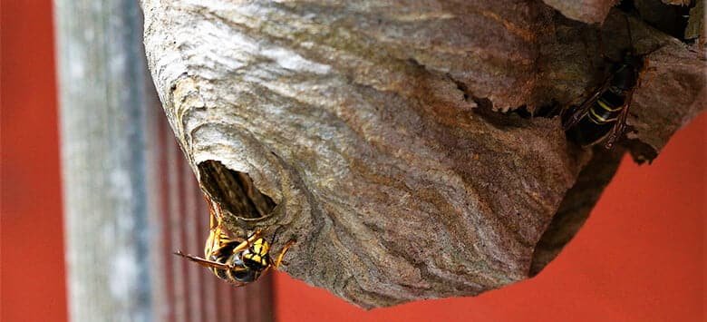 Why Choose Our Professional Wasp Nest Removal Service in Hawksburn?