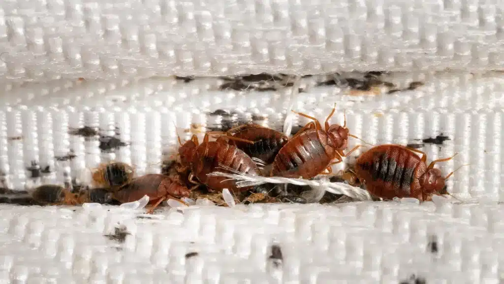 Why Choose Our Professional Bed Bug Control Service in Hawksburn?