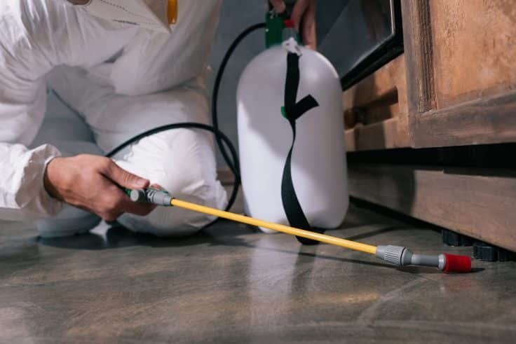best pest control in phoenix az e1685074298522