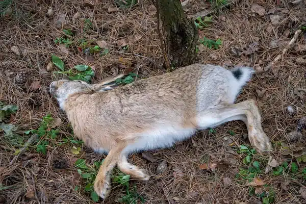 Professional Dead Animal Removal vs. DIY or Ignoring the Problem