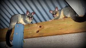 Why Choose Our Professional Possum Removal Service in South Yarra?