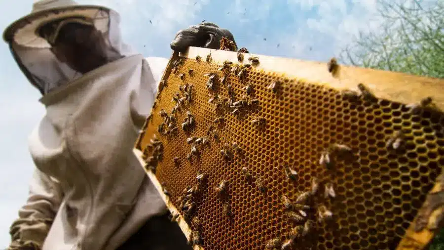 Why Choose Our Professional Bee Removal Service in Hawksburn?