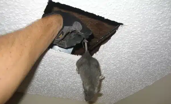 Why Choose Our Professional Dead Animal Removal Service in West End?