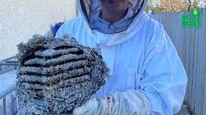 Professional Wasp Removal vs. DIY or Ignoring the Problem