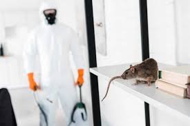 Why Choose Our Professional Rodent Control Service in Hawksburn?