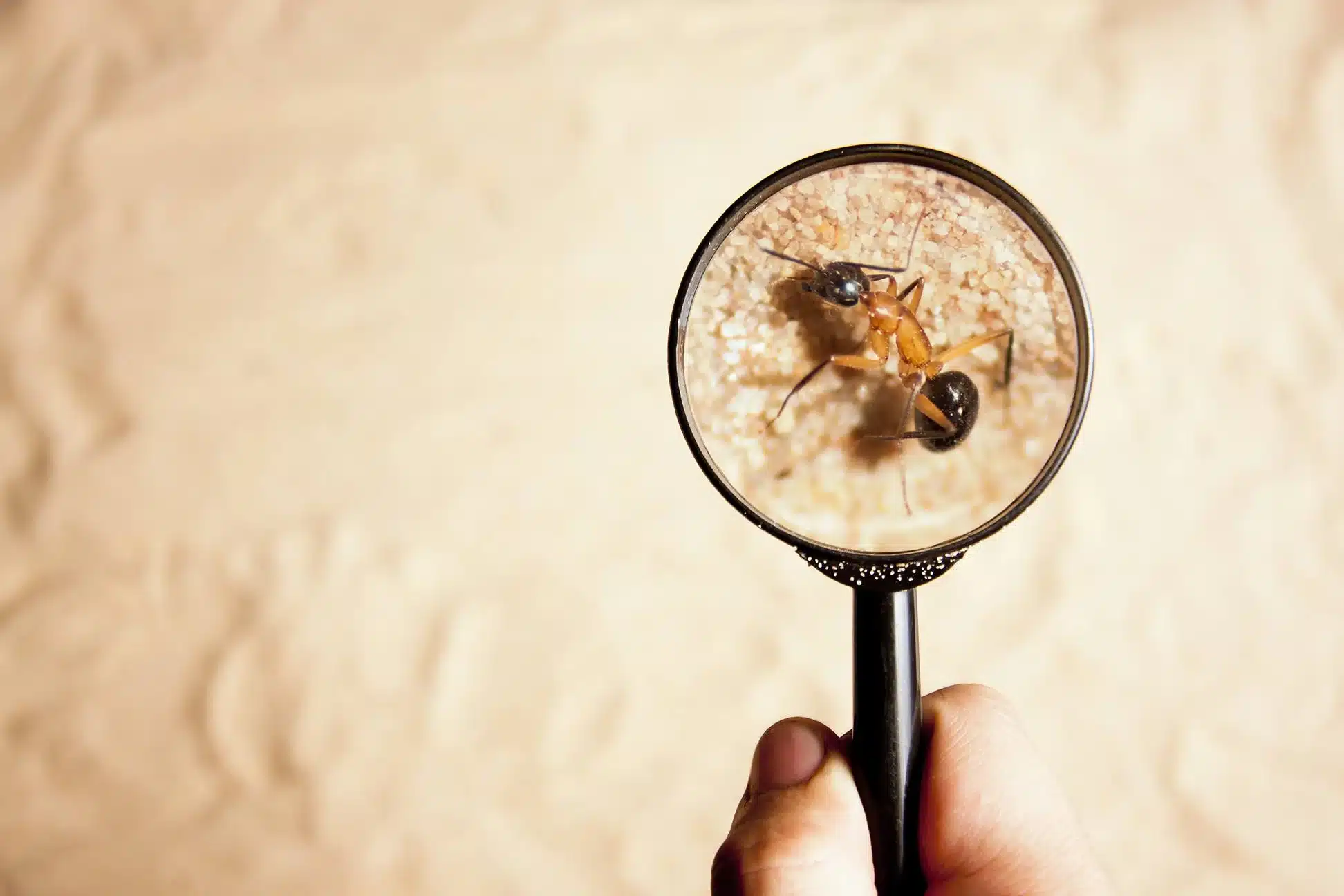 Ant Control Balwyn