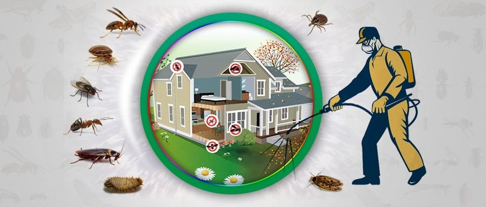 Why Choose Our Professional Pest Control Service in Rowville?