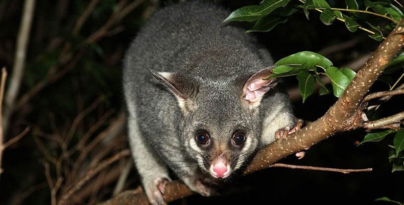 Possum Removal
