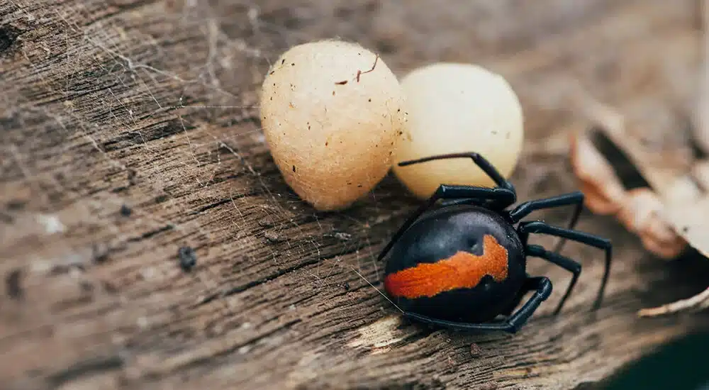 Professional Spider Control vs. DIY Attempts or Delay