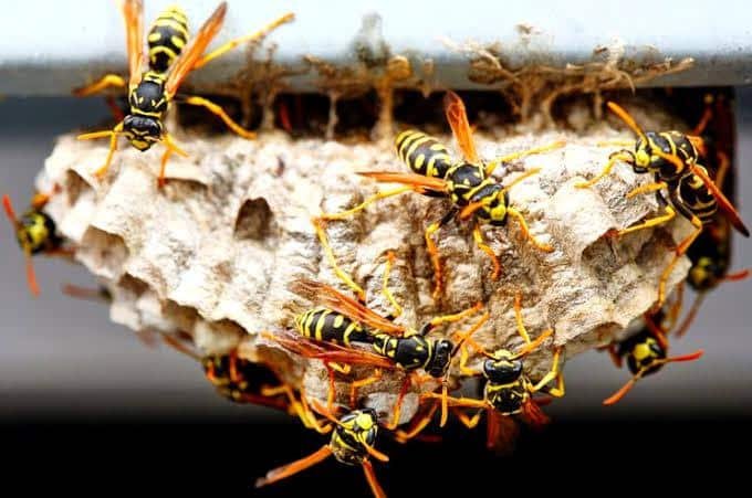 Wasp Nest Removal