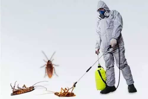 Why Choose Our Cockroach Pest Control Services in Rowville?