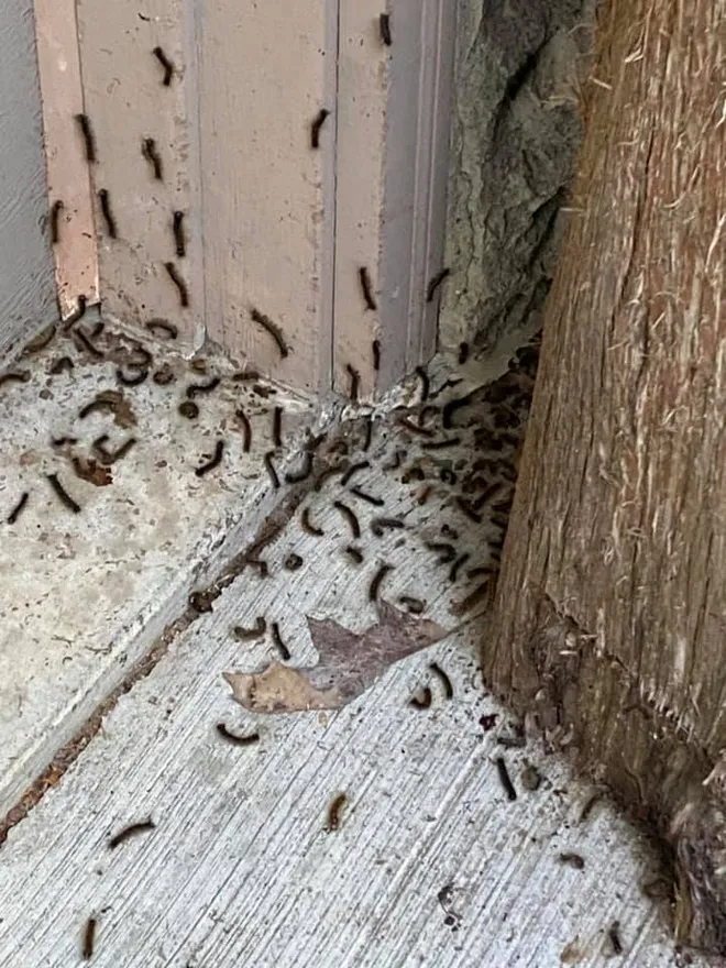 DIY vs. Professional Moth Elimination