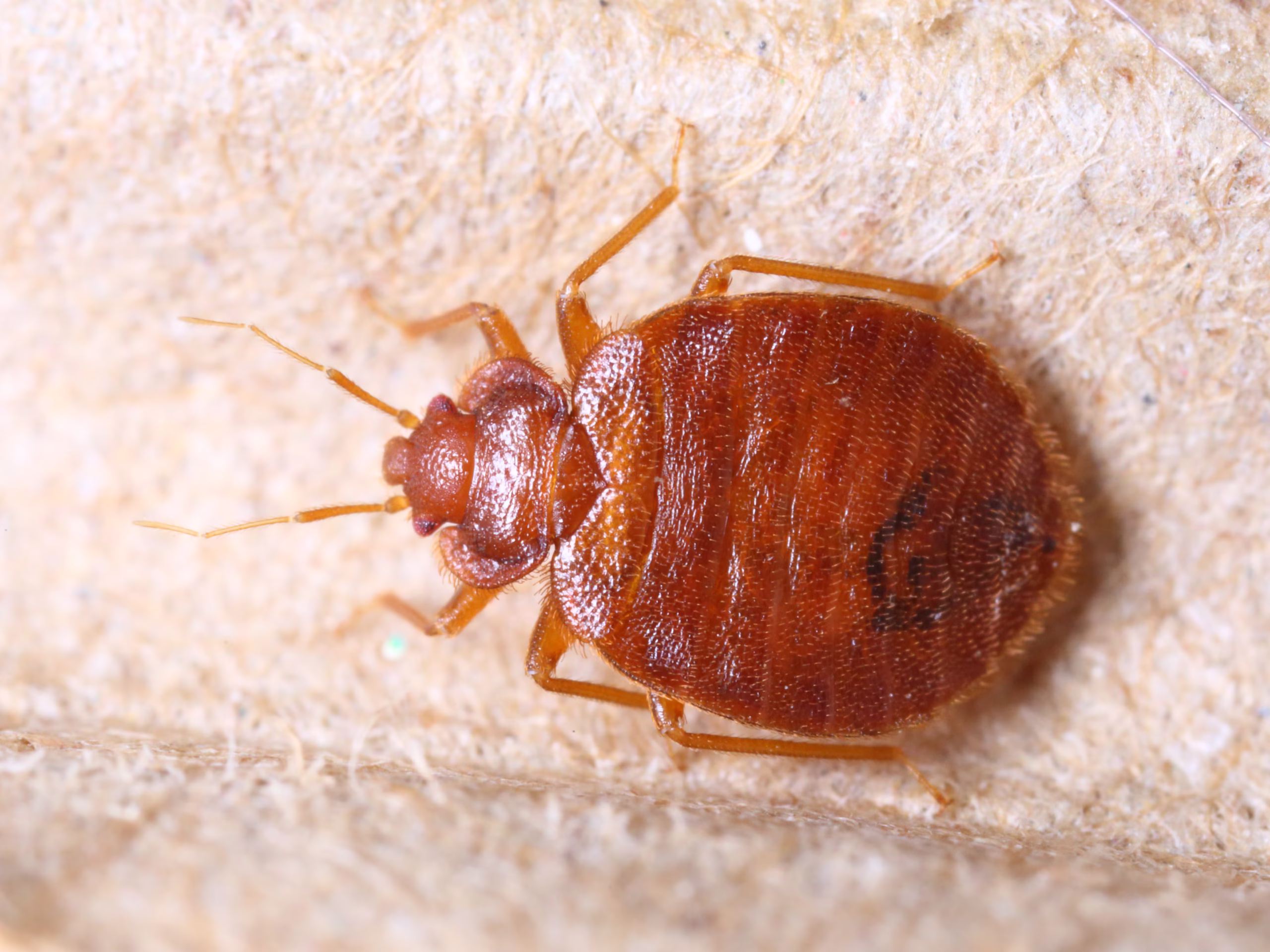Bed bug control