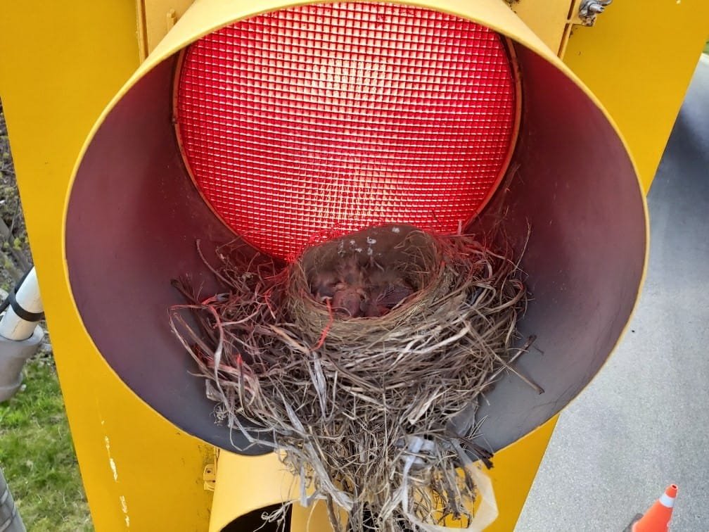 BirdNestLight