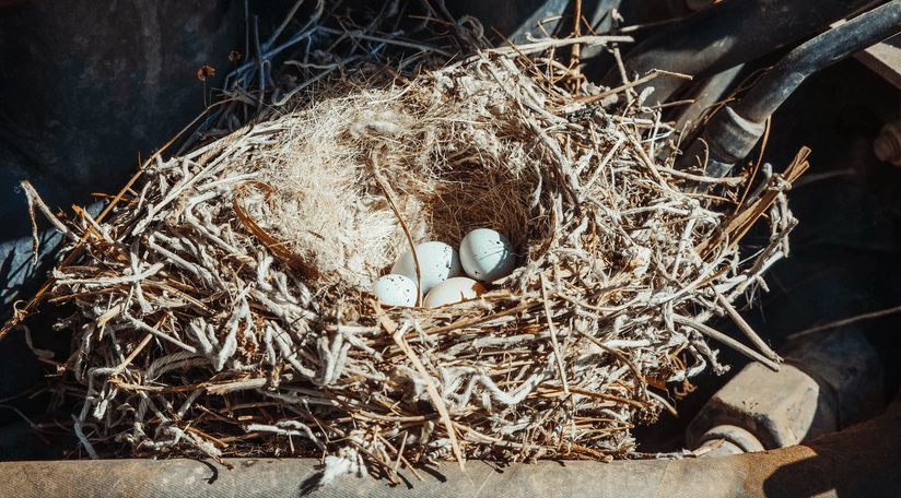 Bird Nesting Removal