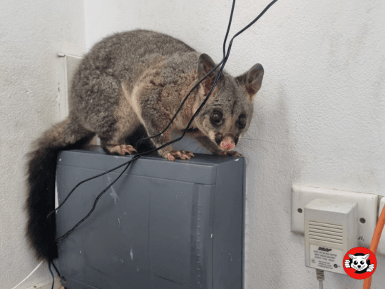 What to Expect from Our Hawksburn Possum Removal Service