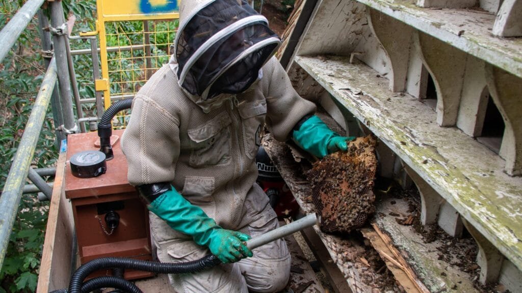 What to Expect from Our Balwyn Bee Removal Treatment Service