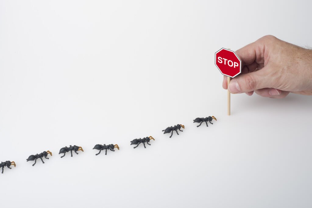 What to Expect from Our Ant Pest Control in Rowville