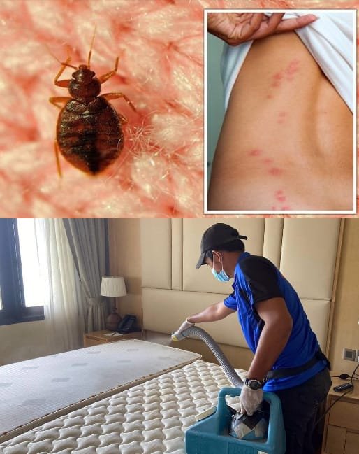 How We Professionally Control and Eliminate Bed Bugs in Brunswick