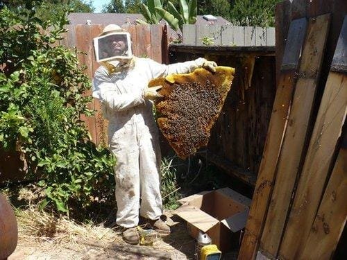 Our Commitment to Safe & Professional Bee Care