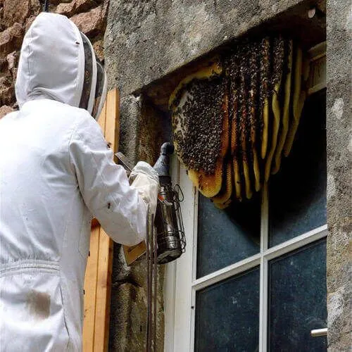 Why Choose Our Bee Removal and Control Service in Brunswick?
