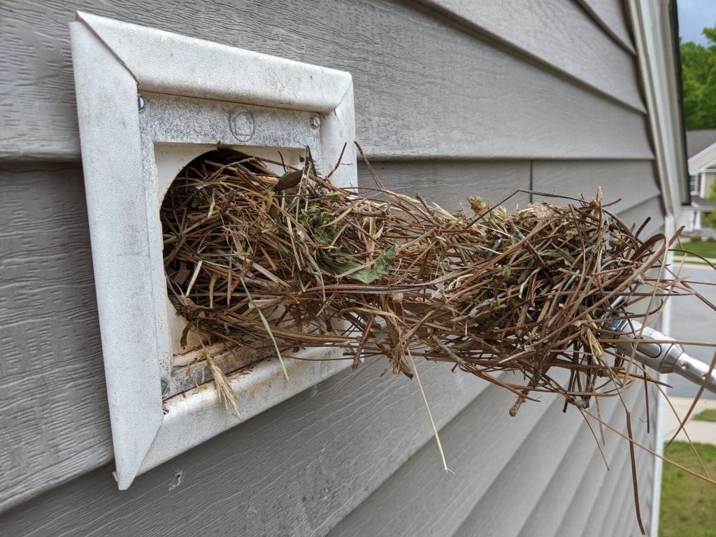 bird nest removal greensboro