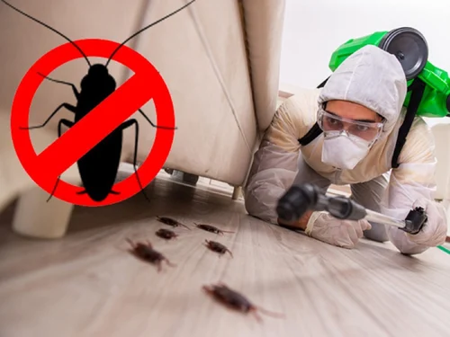 What to Expect from Our Cockroach Exterminator in Rowville
