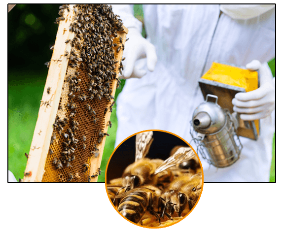 Why Choose Our Bee Removal Treatment Service in Balwyn?