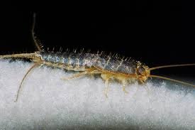 Our Silverfish Infestation & Extermination Methods in Detail
