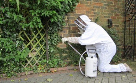 What to Expect from Our Balwyn Wasp Nest Removal Service