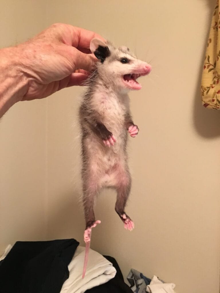 Professional Possum Removal vs. DIY Attempts or Illegal Methods