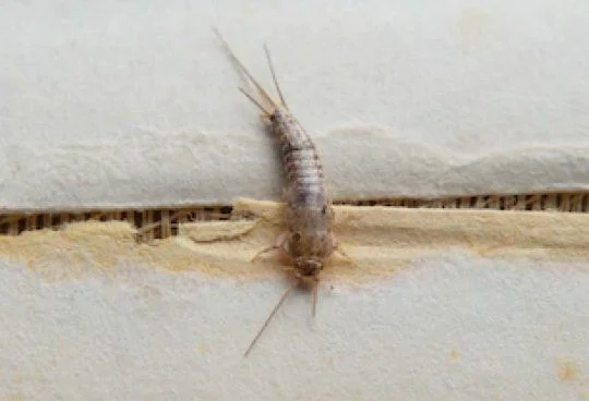 silverfish e1566869622515 1