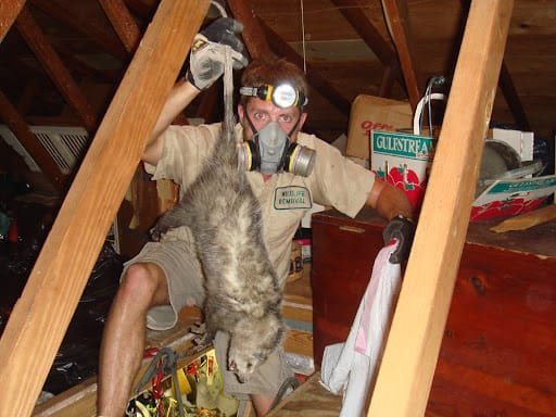 What to Expect from Our Brunswick Dead Animal Removal Service