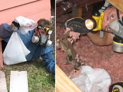 Professional Dead Animal Removal vs. DIY Attempts or Delay