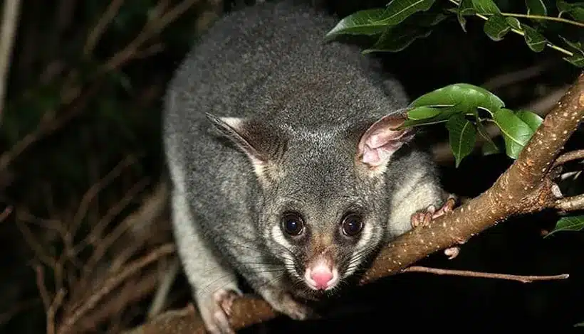 Brushtail possum on a branch at night in a Melbourne backyard