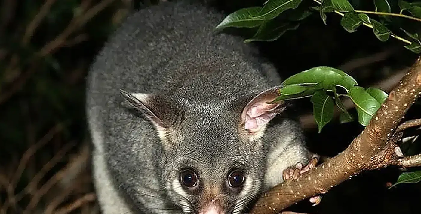 Brushtail possum on a branch at night beside a Geelong home