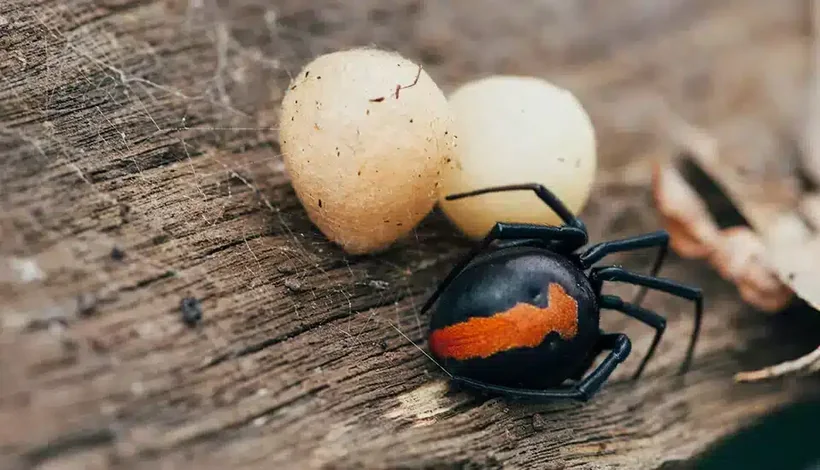 Redback spider with egg sacs on weathered timber