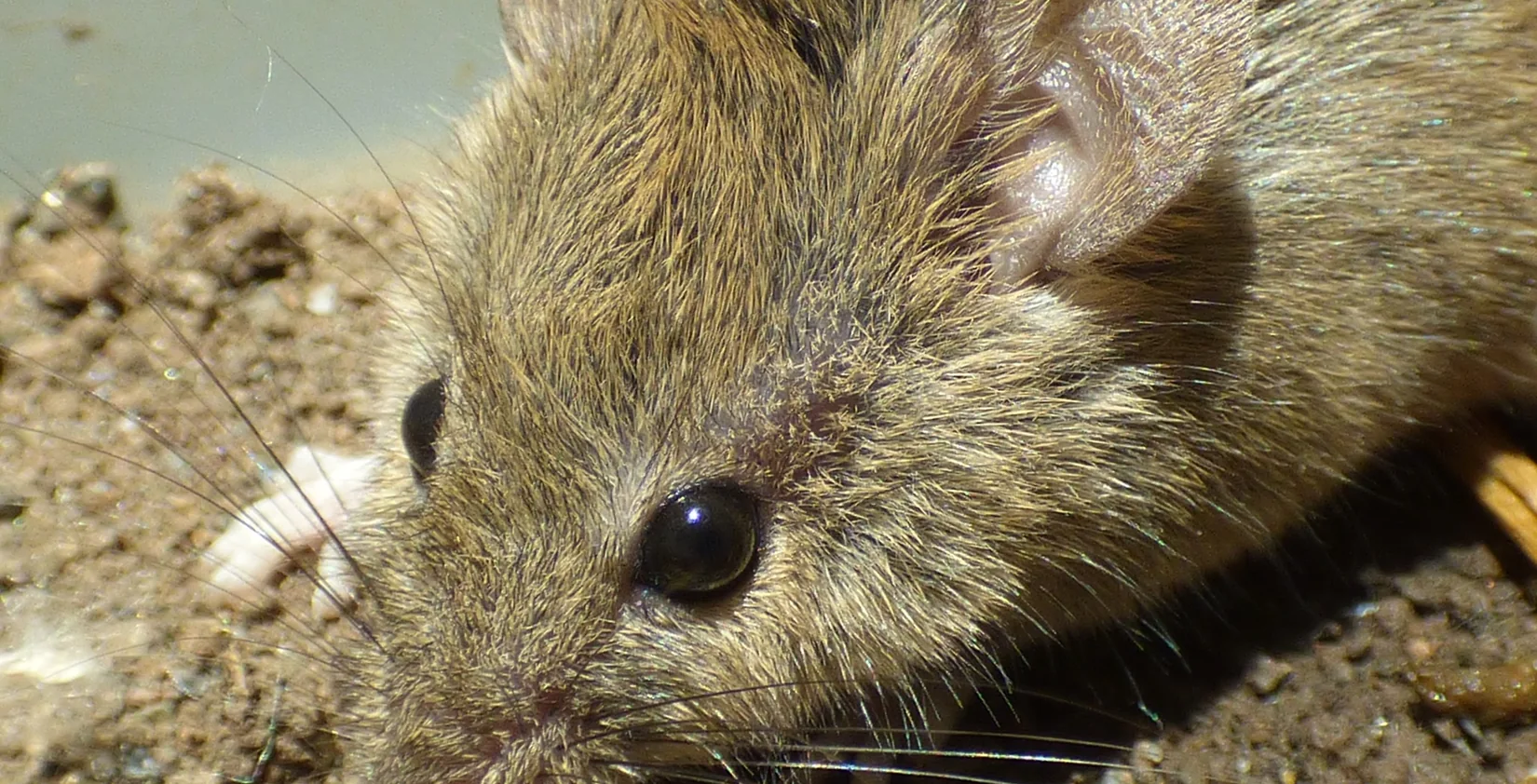 House mouse on the ground beside a Geelong home