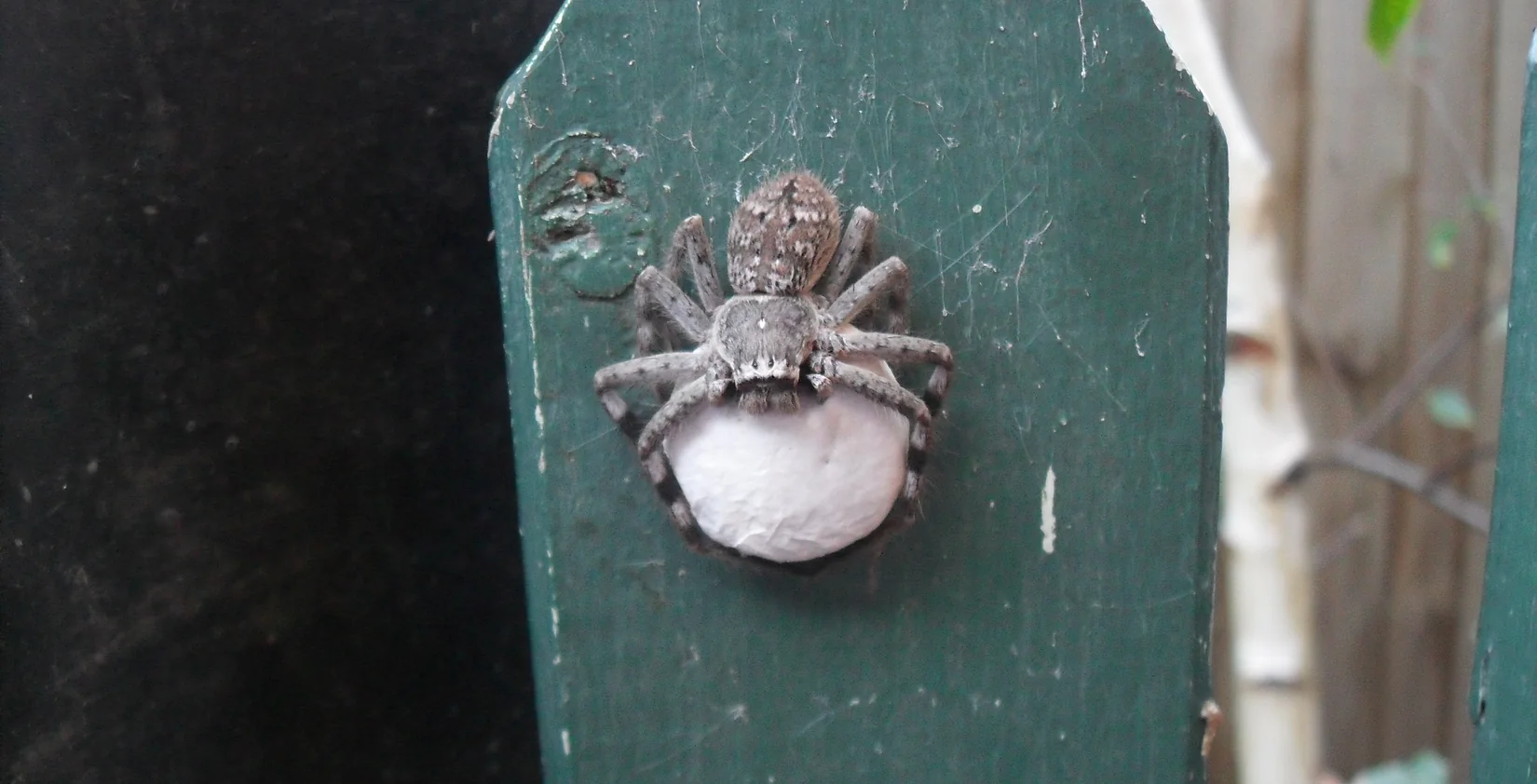 Garden spider on a fence in Geelong