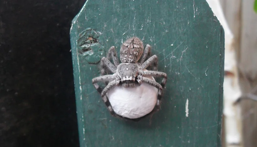 Huntsman spider guarding a white egg sac on a garden fence