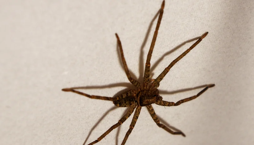 Huntsman spider on a wall inside a house